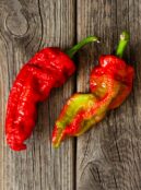 Super Hot Chilli Leviathan Gnarly Scorpion Caramel LAH 2025 web _1149950921 scaled