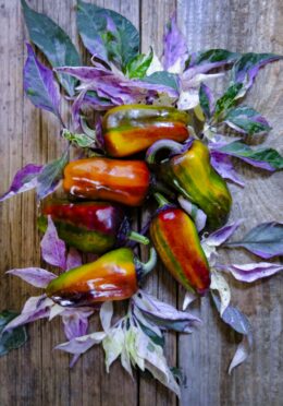 Sweet Pepper Collage LAH 2025 web _DSF8301 scaled