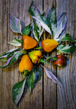 Chilli Pepper Golden Nugget LAH 2025 web _DSF7888 scaled