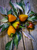 Chilli Pepper Golden Nugget LAH 2025 web_DSF7889 scaled