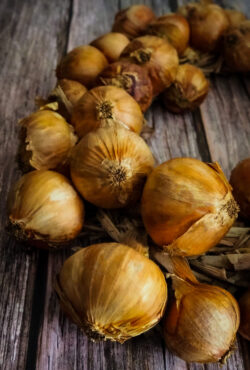 Overwintering Onion Senshyu LAH 2022 web IMG_3422 scaled