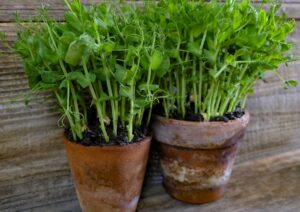 Parsley and pea shoot microgreens