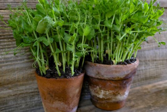 Parsley and pea shoot microgreens