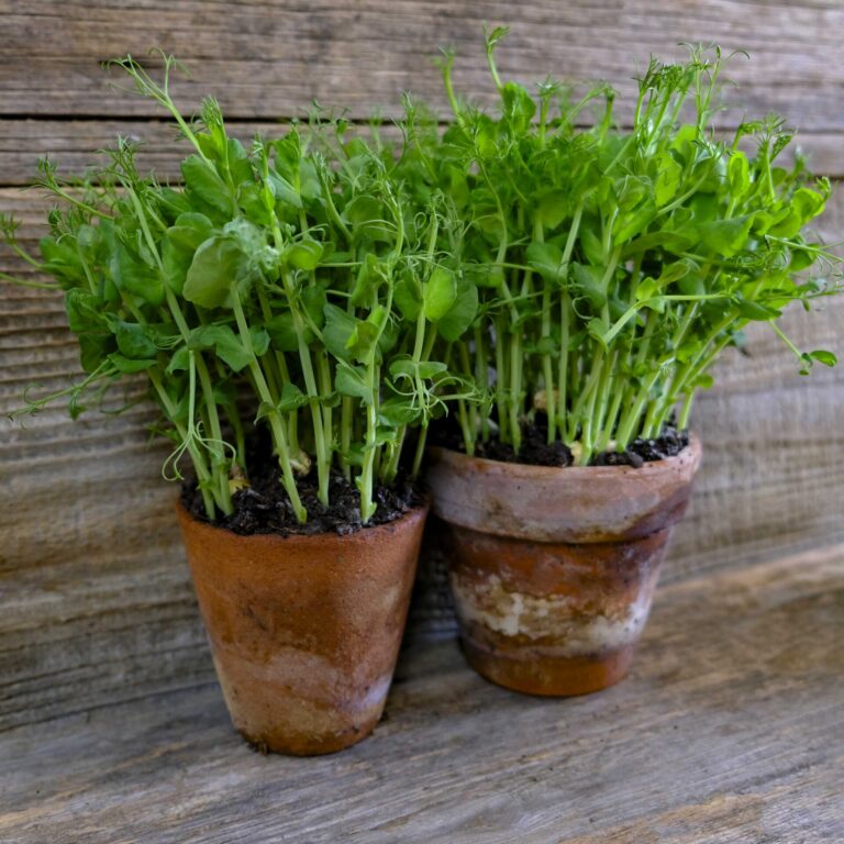 Parsley and pea shoot microgreens