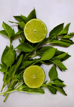 Herb Limeade Basil LAH 2025 web_DSF7601 scaled
