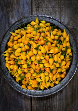 Chilli Biquinho Yellow LAH 2025 web_DSF8453 scaled