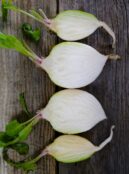 Beetroot Albina Vereduna LAH 2025 web_DSF8434 scaled