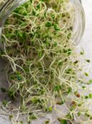 Microgreen Alfalfa Sprouts web_2356689071 scaled