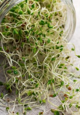 Microgreen Alfalfa Sprouts web_2356689071 scaled