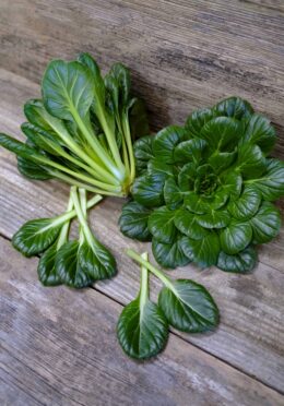 Pak Choy Tatsoi LAH 2025 web_DSF4821 scaled