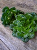 Pak Choy Tatsoi LAH 2025 web _DSF4813 scaled