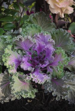 Kale Jardin Crimson 3 scaled 1