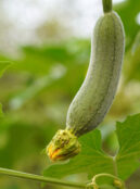 Gourd Luffa 2