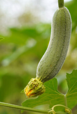 Gourd Luffa 2