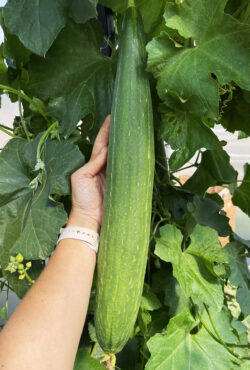 Gourd Luffa 3