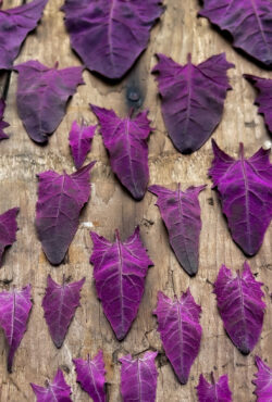 Red Orach 3