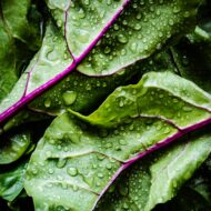 Pak Choi Vivid 1 scaled 1