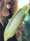 Corn Stowells Evergreen 2