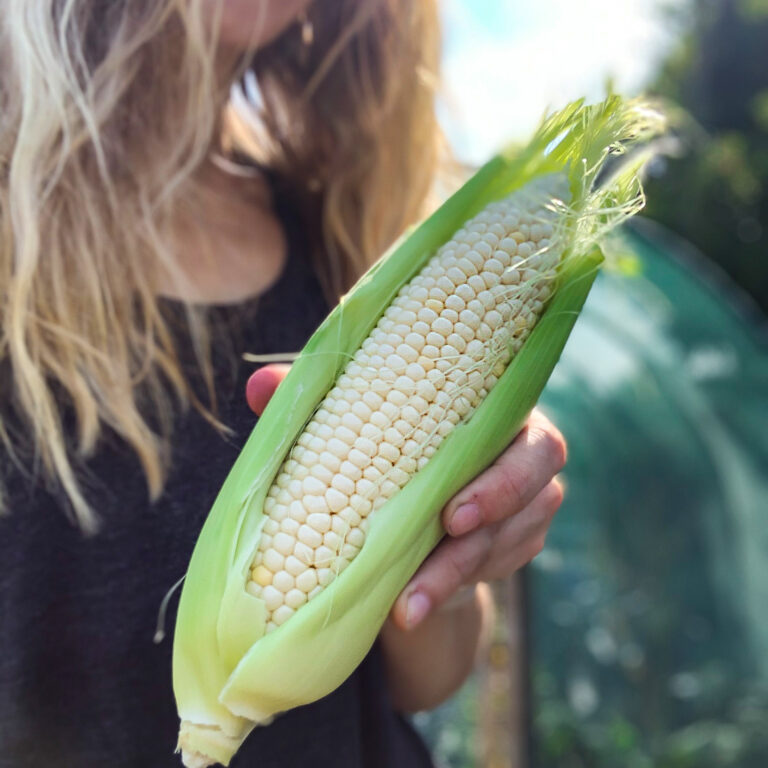 Corn Stowells Evergreen 2