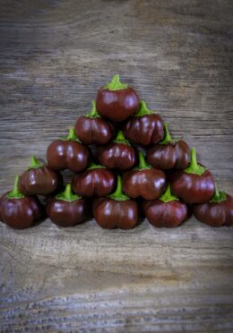 Sweet Pepper Purple Beauty LAH 2025 web _DSF8522 scaled