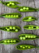 Pea Tom Thumb 3 scaled 1