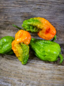 Super Hot Chilli Apocalypse Scorpion LAH 2025 web _DSF8313 scaled