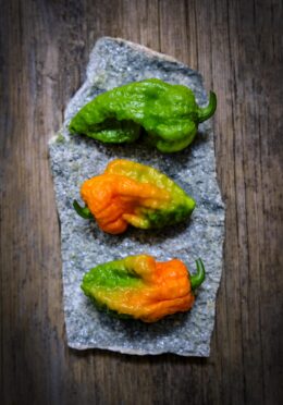 Super Hot Chilli Apocalypse Scorpion LAH 2025 web_DSF8326 scaled