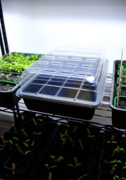 GARDEN 273 LAH 2026 web _DSF8762 scaled