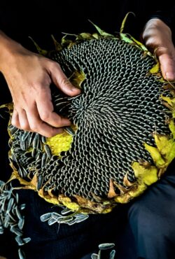 Sunflower Mongolian Giant 1 scaled 1