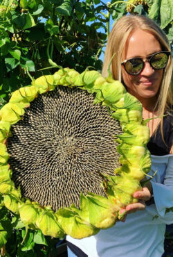 Sunflower Mongolian Giant 2