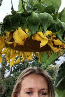 Sunflower Mongolian Giant 3