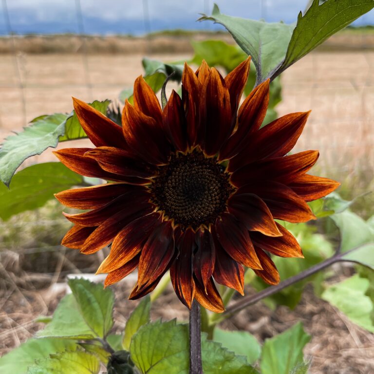 Sunflower Velvet Queen 2 scaled 2