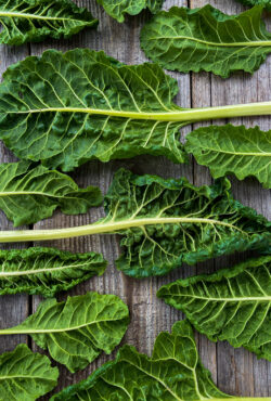Swiss Chard Fordhook Giant 2