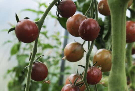 Tomato Black Cherry 2 1 scaled 1