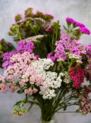 Achillea Colorado LAH 2025 web_DSF7993 scaled