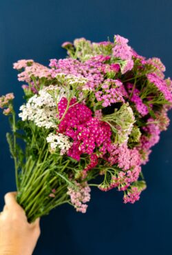 Achillea Colorado LAH 2025 web_DSF7988 scaled