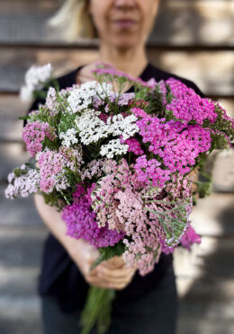Achillea Colorado LAH 2025 web IMG_3259 scaled