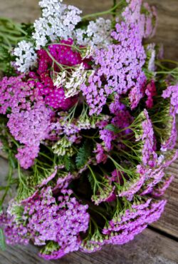 Achillea Colorado LAH 2025 web _DSF7986 scaled