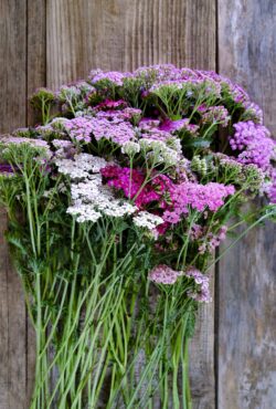Achillea Colorado LAH 2025 web _DSF7985 scaled