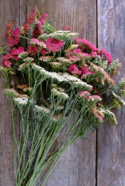 Achillia Flowerburst Fruitbowl LAH 2025 web _DSF7997 scaled