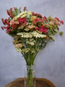 Achillia Flowerburst Fruitbowl LAH 2025 web _DSF8008 scaled