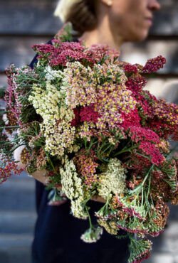 Achillia Flowerburst Fruitbowl LAH 2025 web IMG_3255 scaled