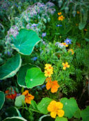 Anti Slug Snail Flower Mix web 23e916 scaled