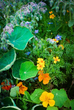 Anti Slug Snail Flower Mix web 23e916 scaled