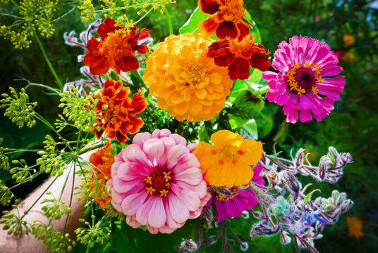 Anti Slug and Snail Flower Mix flower collection