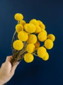 Billy Buttons Drumsticks LAH 2025 web _DSF7937 scaled