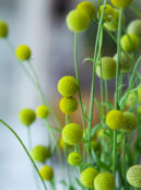 Cephalophora Aromatica Pineapples web_1405221029 scaled