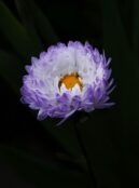 Aster Matsumoto Blue Tipped white web ERMVqcQ4uGo unsplash scaled