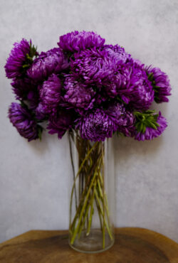 Aster Violet Tower LAH 2025 web _DSF7621 scaled