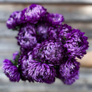 Aster Violet Tower LAH 2025 web IMG_3049 scaled